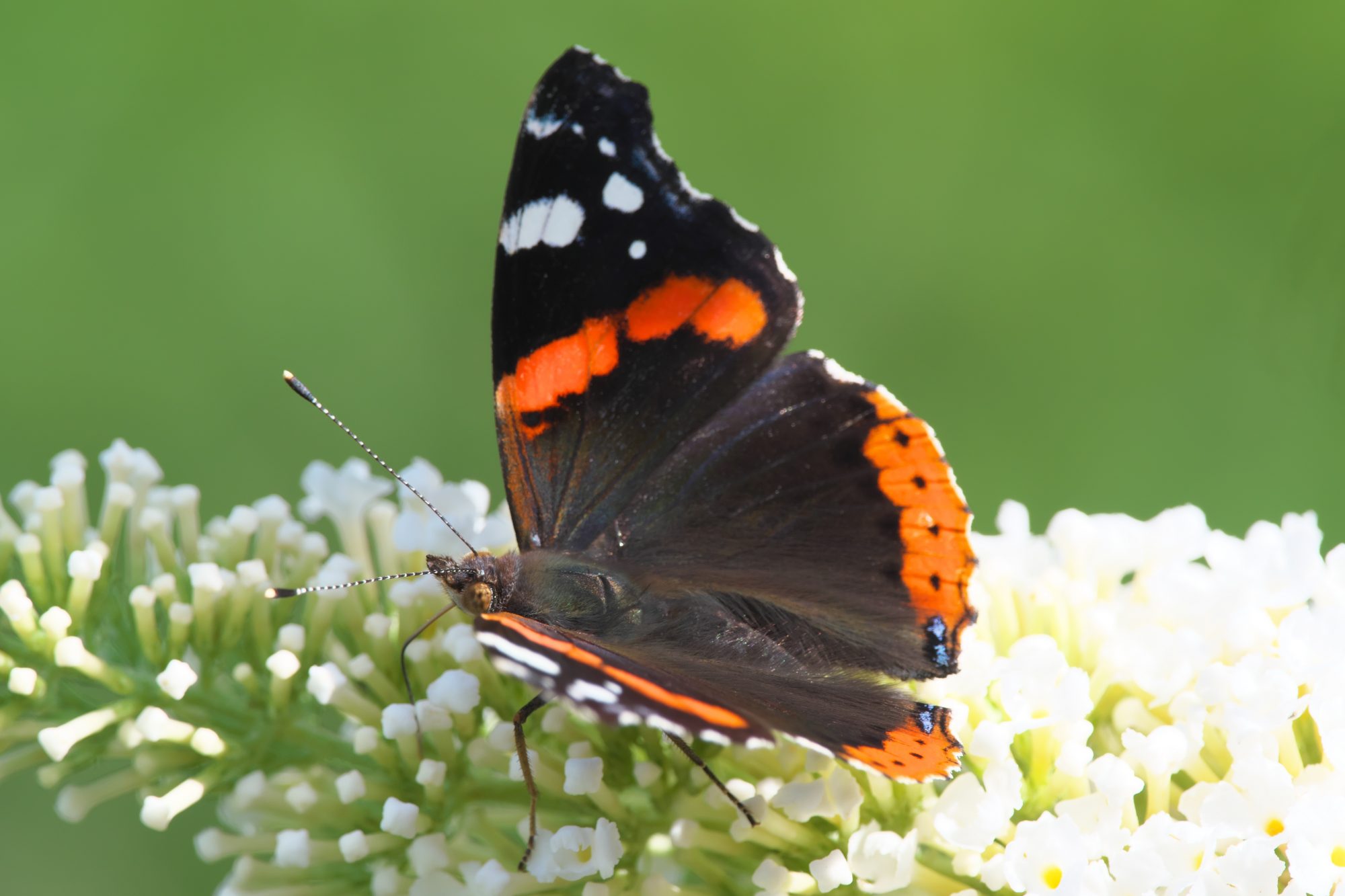 Insectenwerkgroep