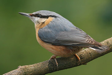 Vogelwerkgroep