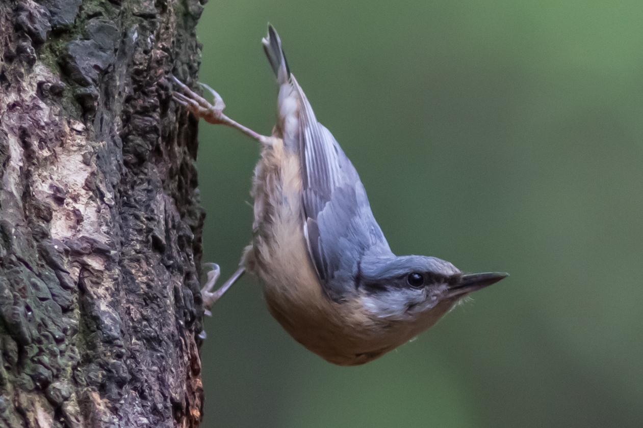 Vogelwerkgroepavond
